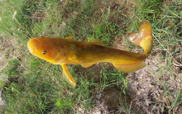 像鲶鱼又像黄辣丁的鱼是什么鱼?