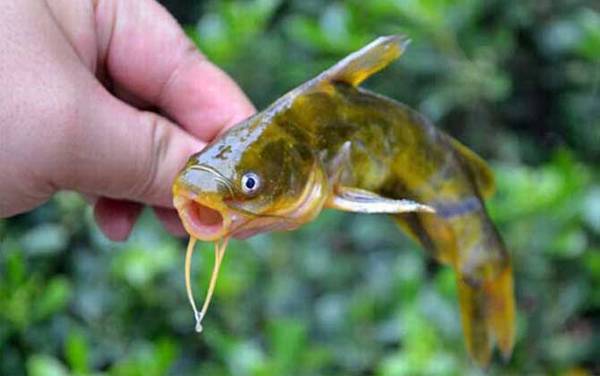 黄辣丁刺会毒死人吗?