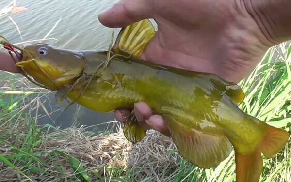 黄辣丁寄生虫超级多是真的吗?