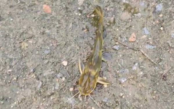 黄辣丁寄生虫超级多是真的吗?