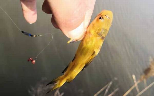 黄辣丁喜欢在什么地方活动?