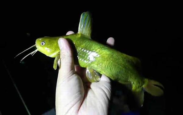 黄颡鱼可以在鱼缸养吗?