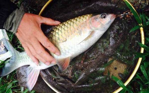 军鱼和青鱼有什么区别?