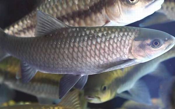 云南倒刺鲃是什么鱼?
