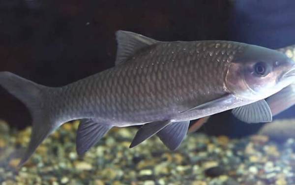 云南倒刺鲃是什么鱼?