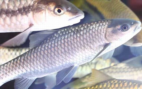 云南倒刺鲃是什么鱼?