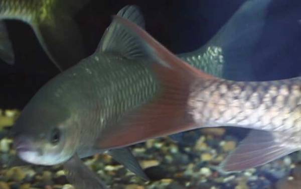 云南倒刺鲃是什么鱼?