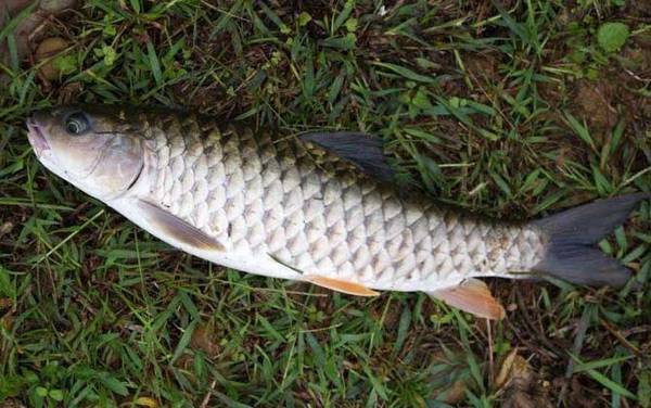 中华倒刺鲃俗名叫什么鱼?