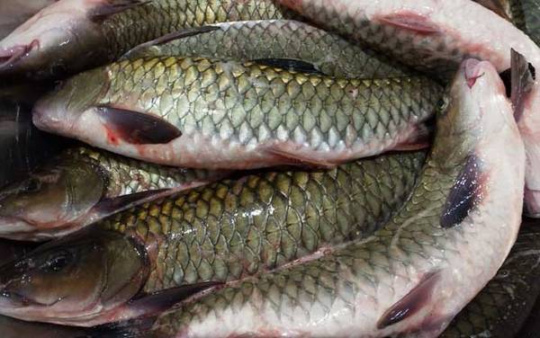 青竹鲤和中华倒刺鲃是一种鱼吗?