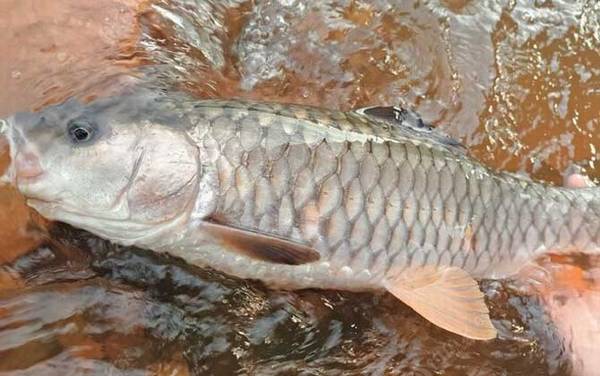 青竹鲤和中华倒刺鲃是一种鱼吗?