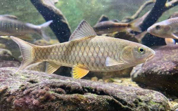 青竹鲤和中华倒刺鲃是一种鱼吗?