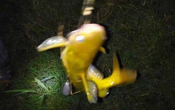 野生黄颡鱼一年能长多大?