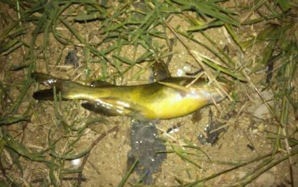 黄颡鱼裂头病传染吗?