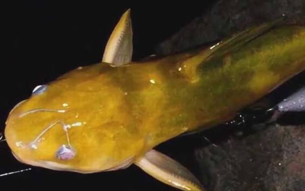 黄颡鱼裂头病传染吗?