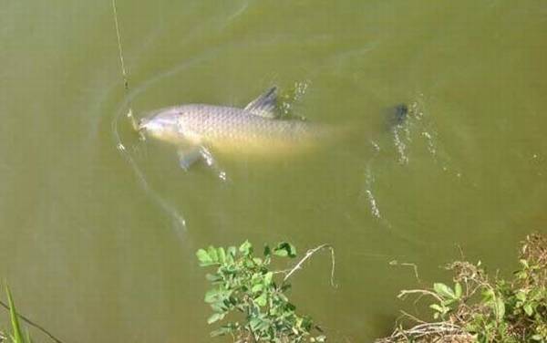 像鲮鱼的鱼是什么鱼?