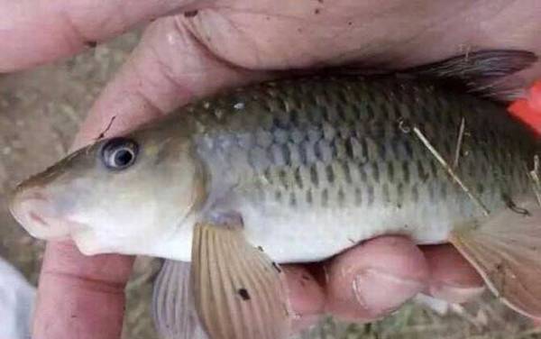 嘴唇朝下像鲮鱼的是什么鱼?