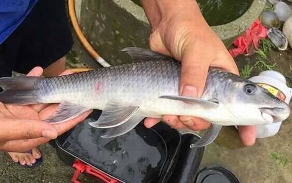 嘴唇朝下像鲮鱼的是什么鱼?