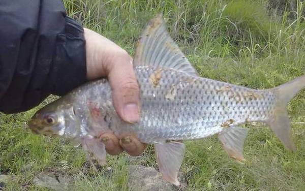 鲮鱼为什么不好吃?