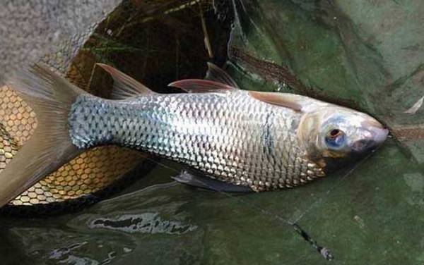 鲮鱼为什么没人买?