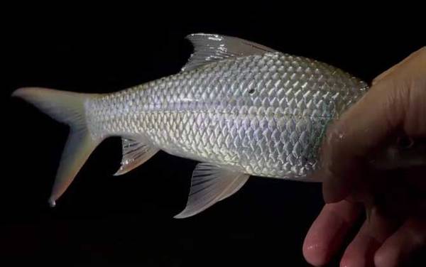 土鲮鱼最大能长多大?