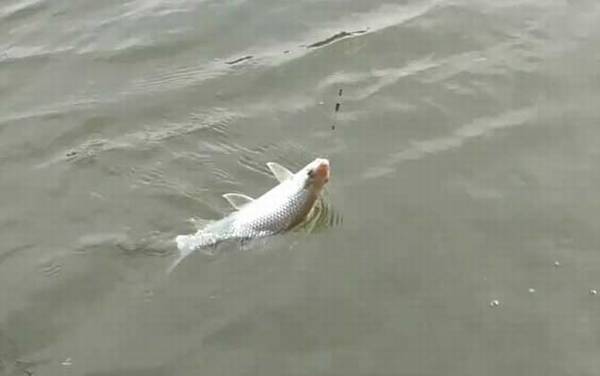 土鲮鱼晚上开口吗?