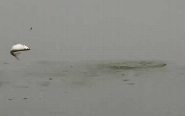 白条鱼长什么样子?