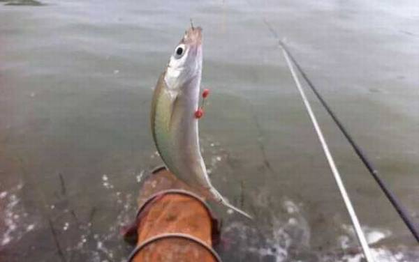 白条鱼长什么样子?