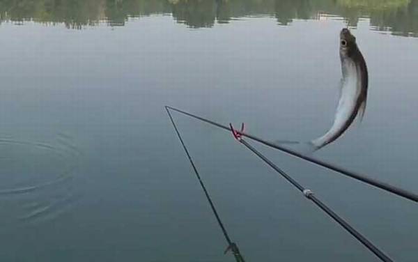 白条鱼什么时候产卵?