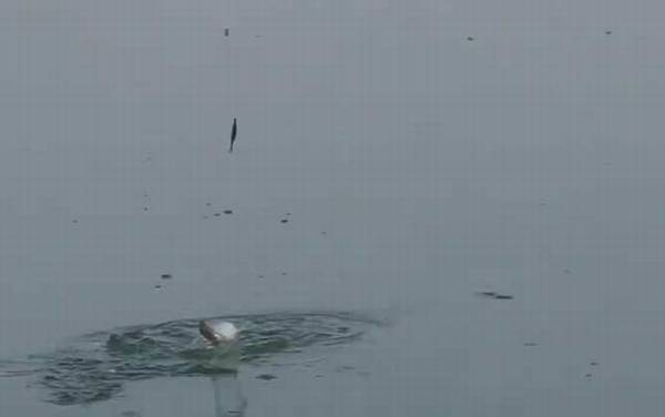 白条鱼在水层什么位置?