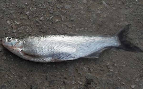 翘嘴鱼好吃还是白条鱼好吃?