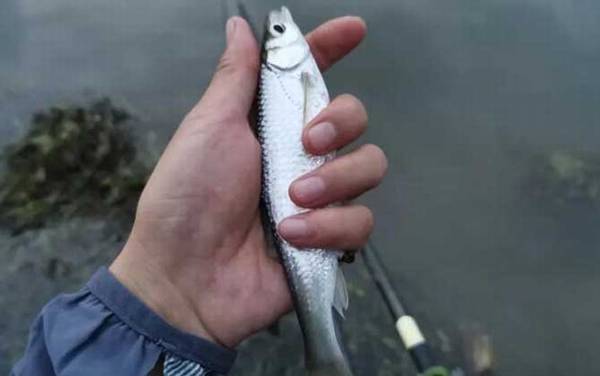 翘嘴鱼好吃还是白条鱼好吃?