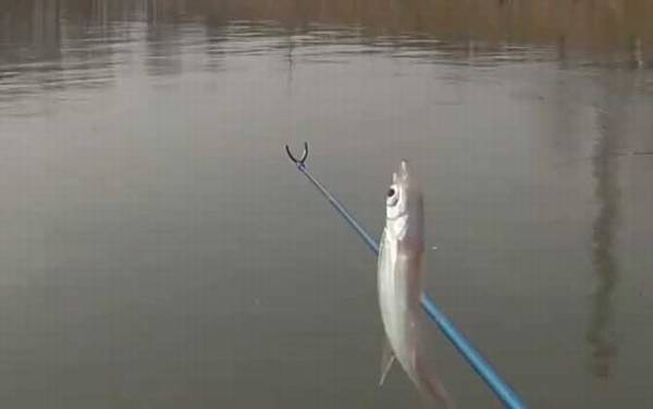 白条鱼什么时候开口?