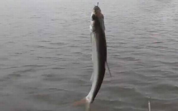 白条鱼什么时候开口?