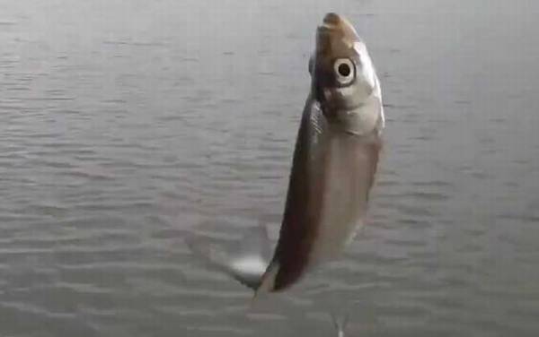 白条鱼为什么容易死亡?