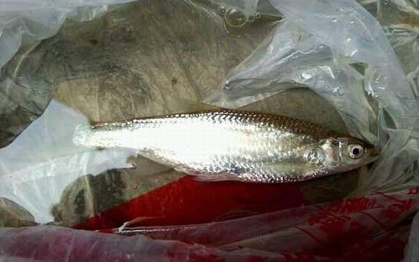 白条鱼寿命能活几年?