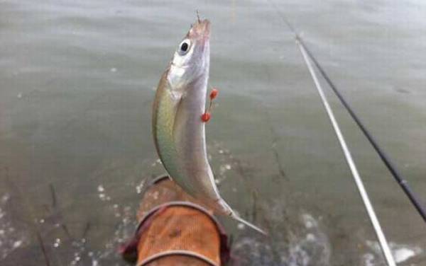 白条长大了是不是翘嘴?