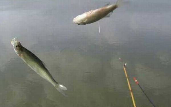 白条长大了是不是翘嘴?