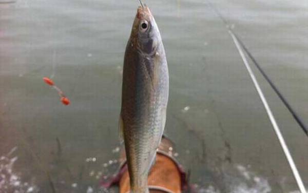 白条长大了是不是翘嘴?