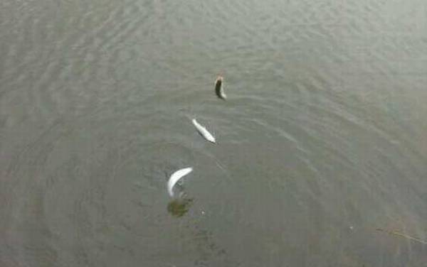 白条长大了是不是翘嘴?