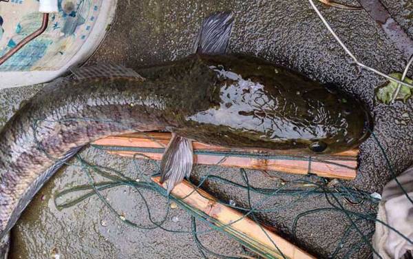 黑鱼的寿命能活多久?