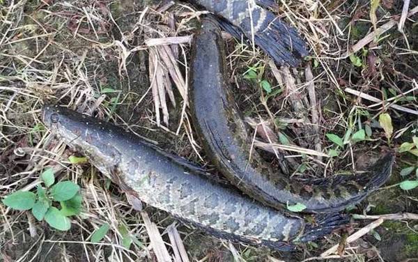 ������ֳ�������ܳ��ۣ�