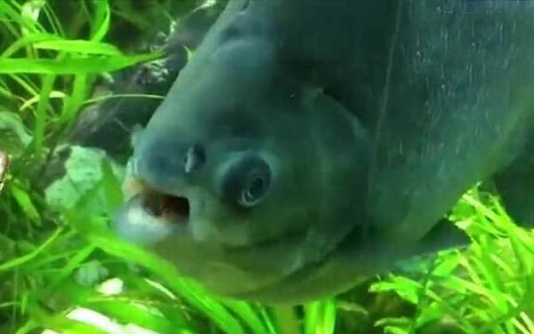 人齿鱼是什么鱼?