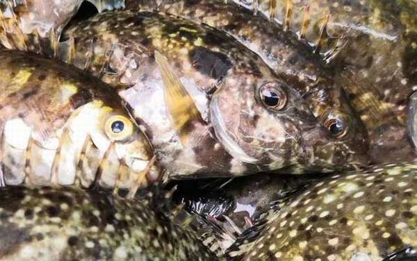 泥猛鱼是什么鱼?