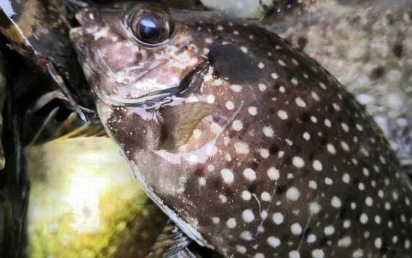 泥猛鱼是什么鱼?