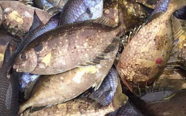 泥猛鱼是什么鱼?