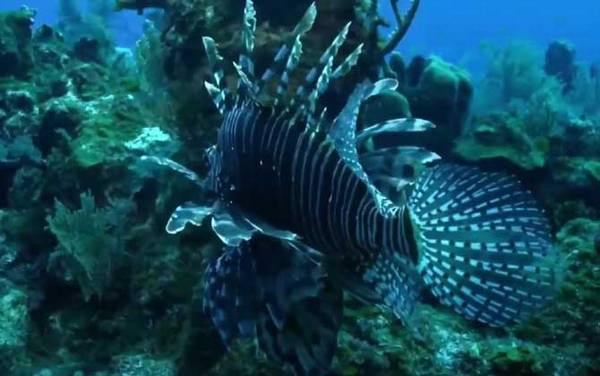 狮子鱼是什么鱼?