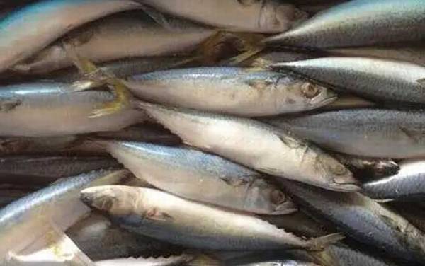 鲐鱼是什么鱼?