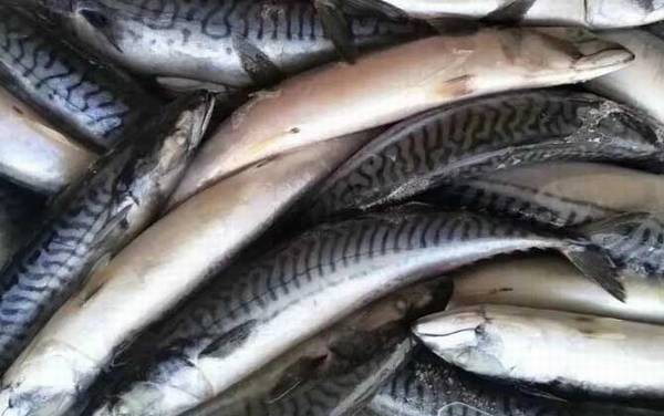 鲐鱼是什么鱼?