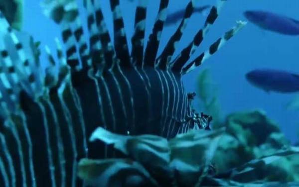 狮子鱼是什么鱼?