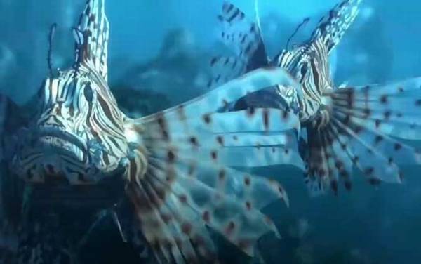 狮子鱼是什么鱼?